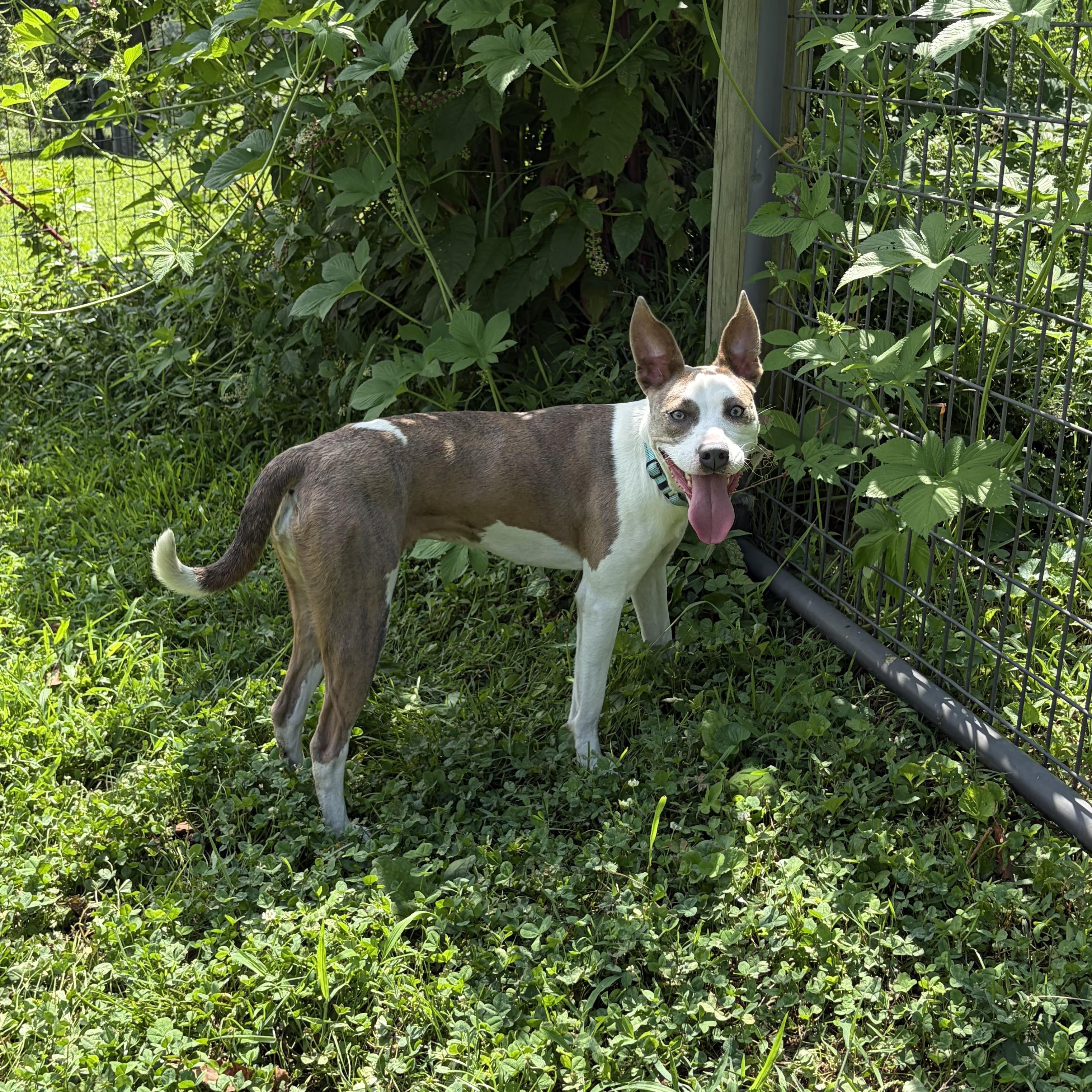 Enlarge Cupid, a Adoptable mixed breed in West Grove, PA image 4/5