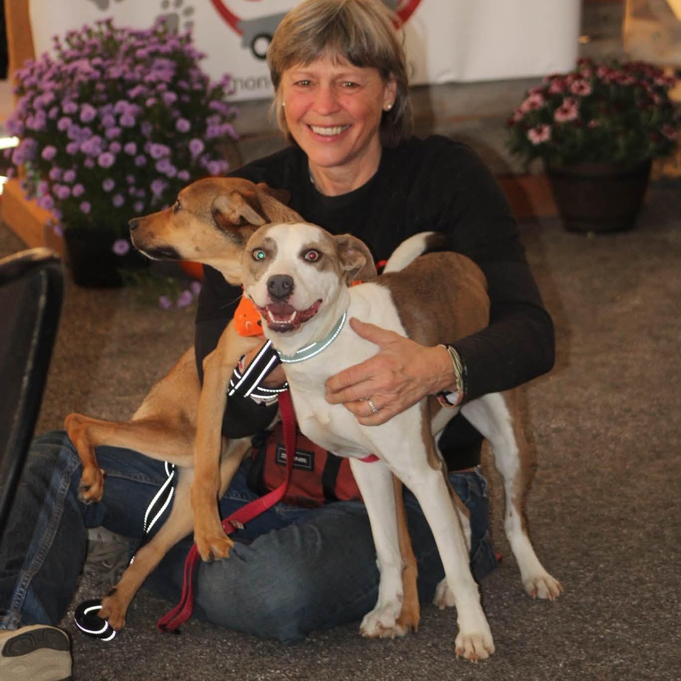 Enlarge Cupid, a Adoptable mixed breed in West Grove, PA image 1/5