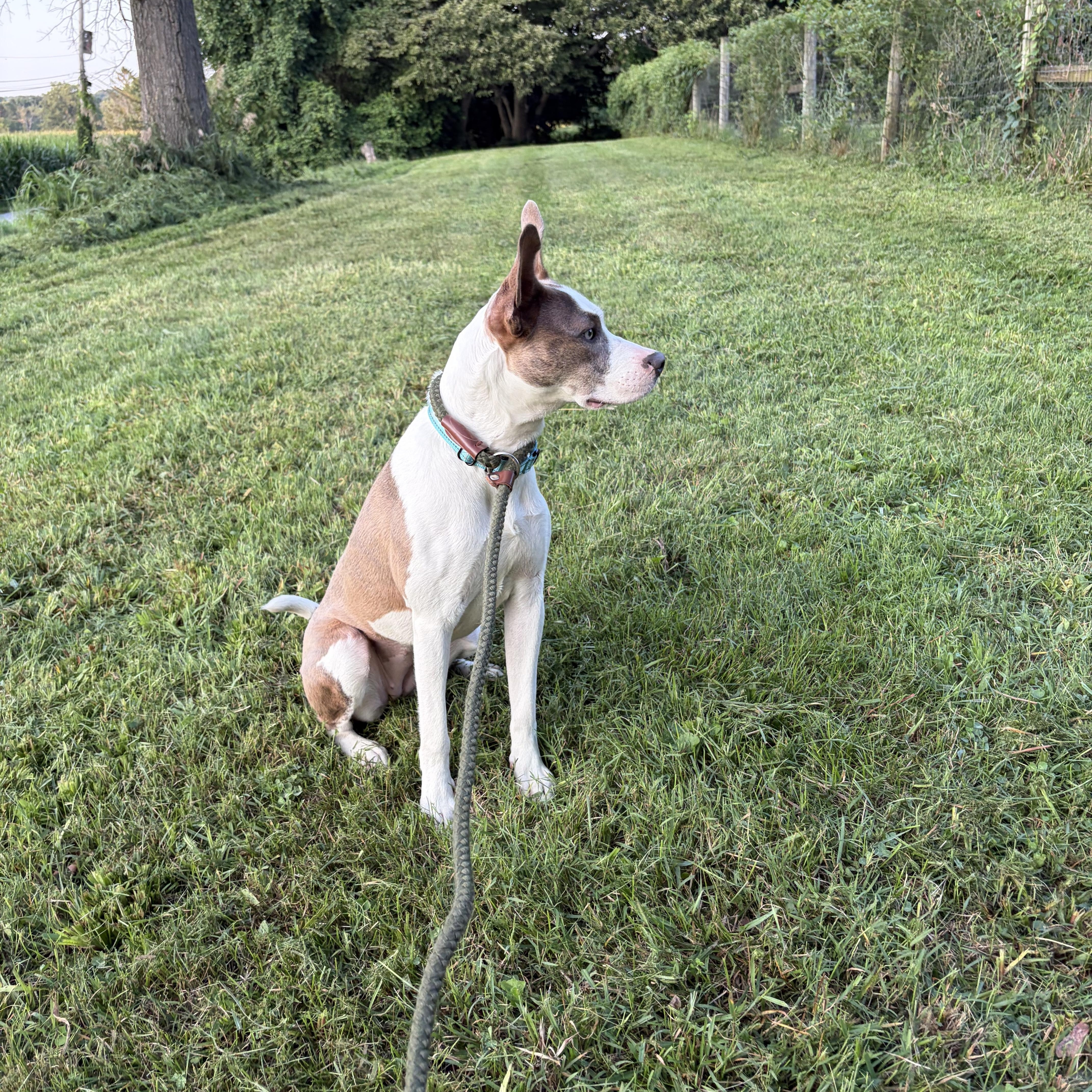 Enlarge Cupid, a Adoptable mixed breed in West Grove, PA image 3/5