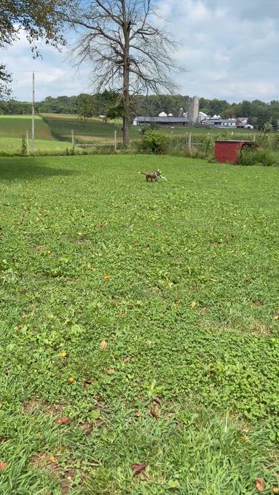 Enlarge Cupid, a Adoptable mixed breed in West Grove, PA video 5/5