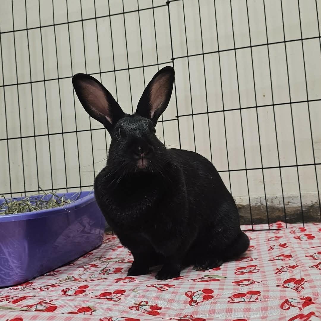 Enlarge Ophelia, a Adoptable mixed breed in wichita, KS image 1/2