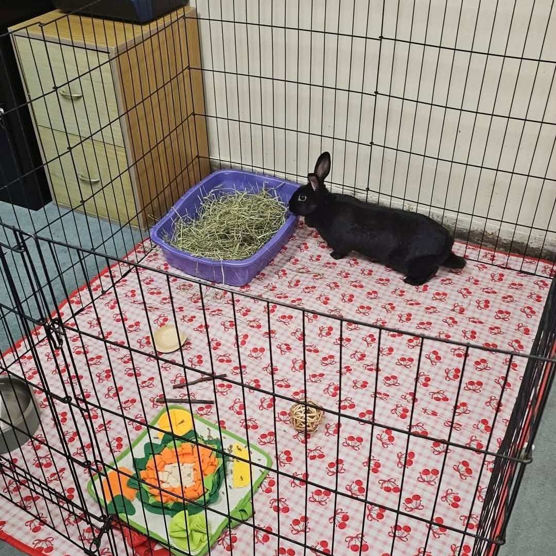 Enlarge Ophelia, a Adoptable mixed breed in wichita, KS image 2/2