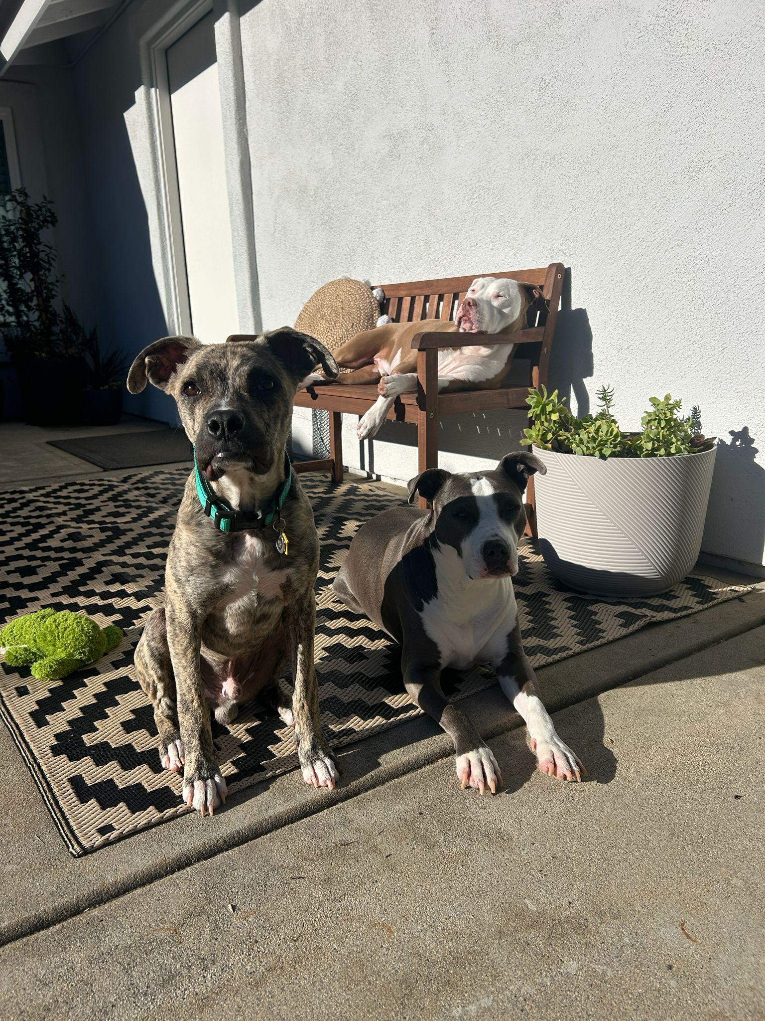 Enlarge Logan, a ADOPTABLE Pit Bull Terrier in San Diego, CA image 6/6