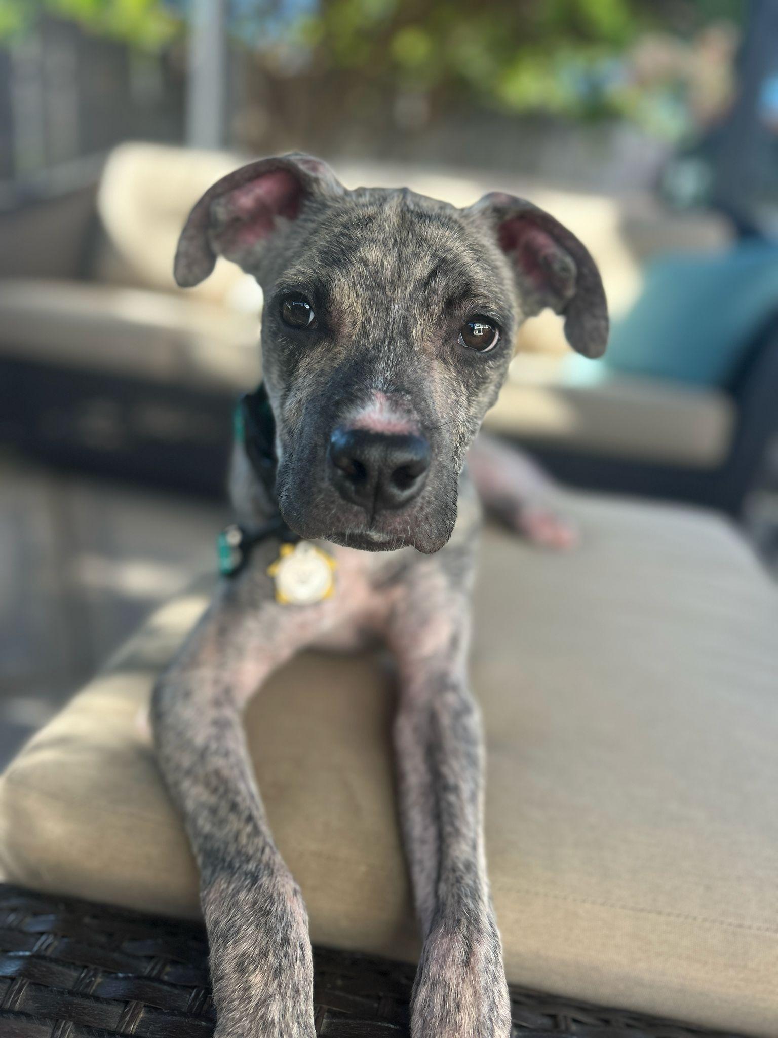 Enlarge Logan, a ADOPTABLE Pit Bull Terrier in San Diego, CA image 2/6