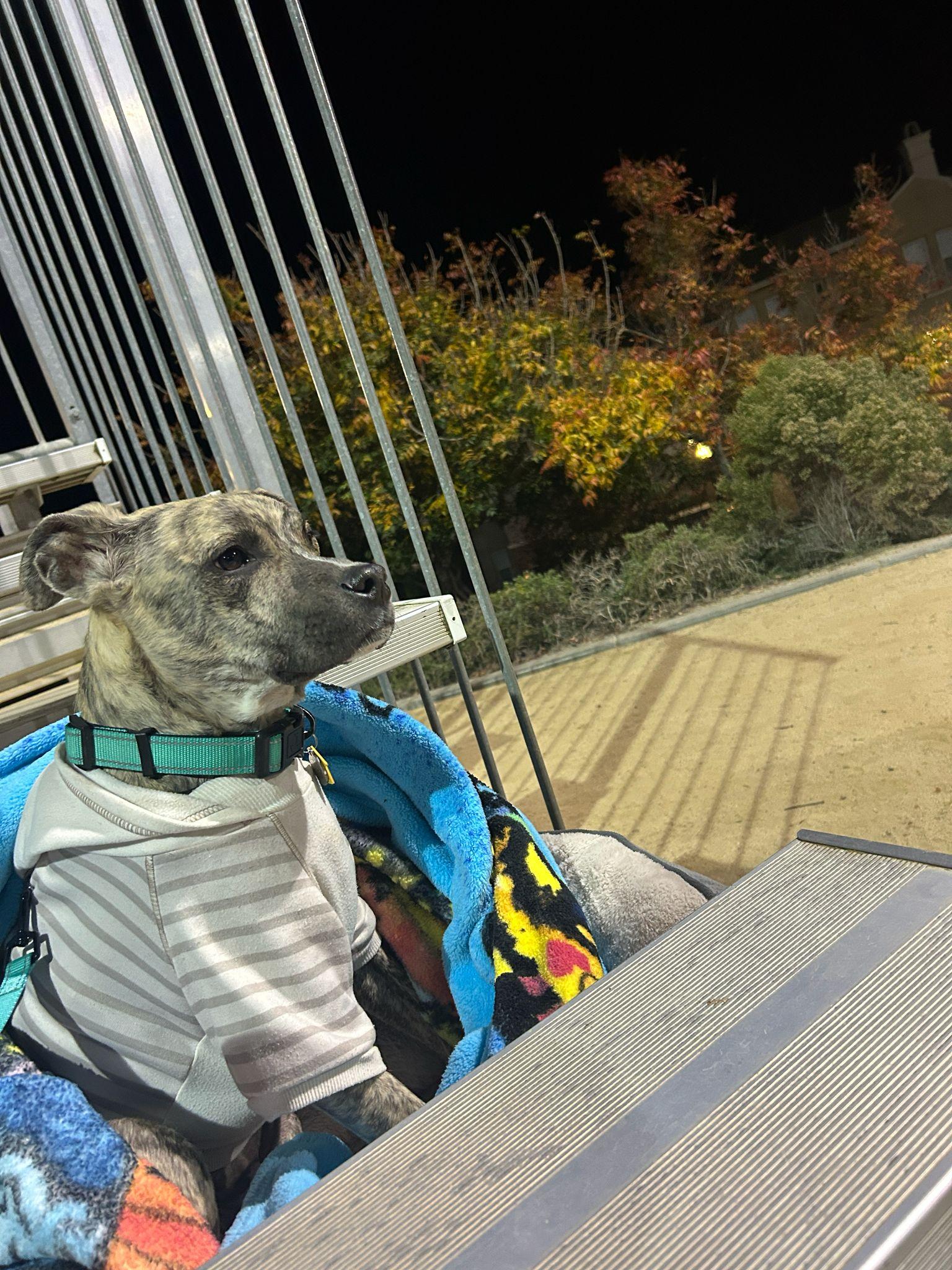 Enlarge Logan, a ADOPTABLE Pit Bull Terrier in San Diego, CA image 5/6