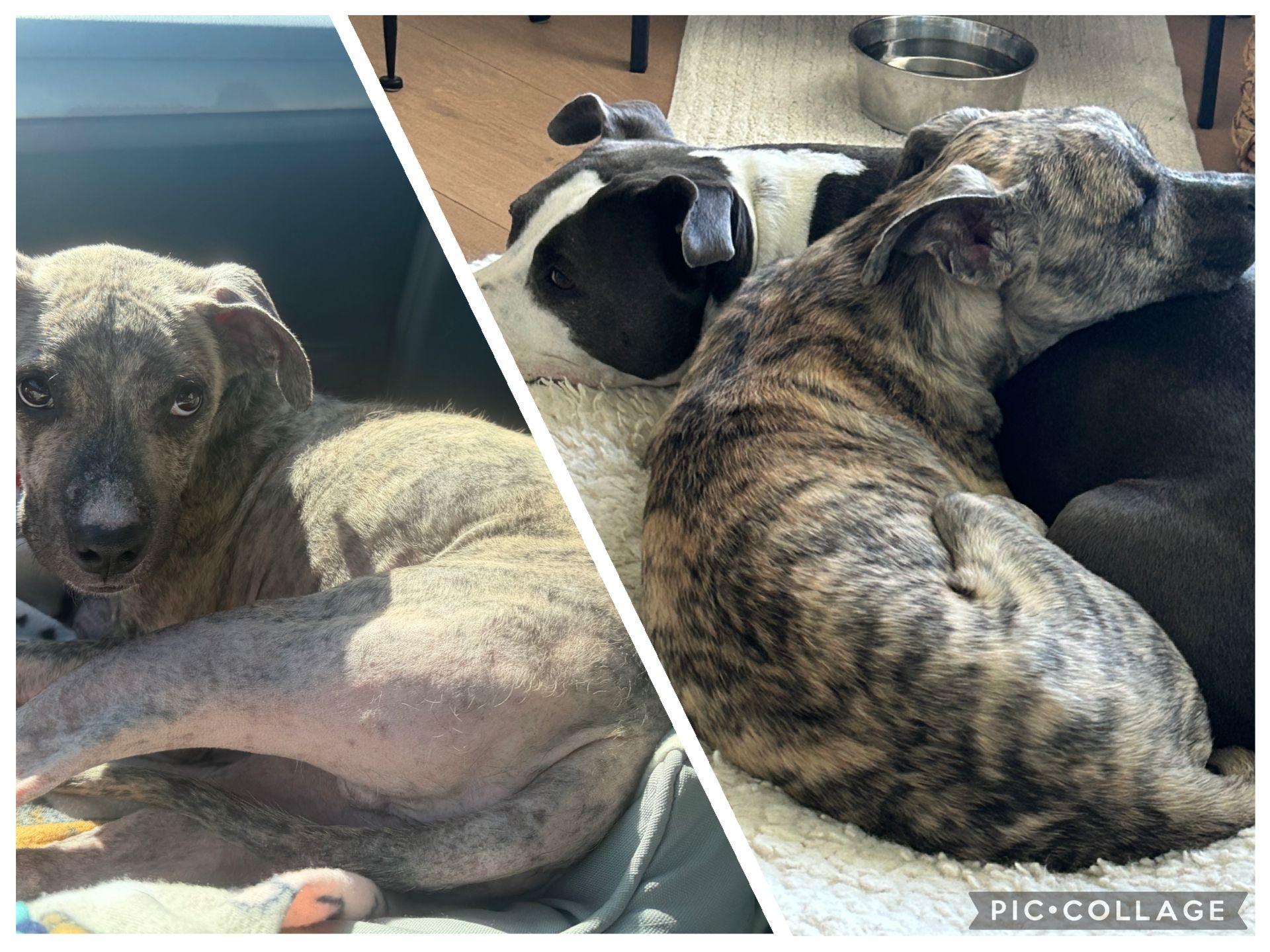 Enlarge Logan, a ADOPTABLE Pit Bull Terrier in San Diego, CA image 3/6