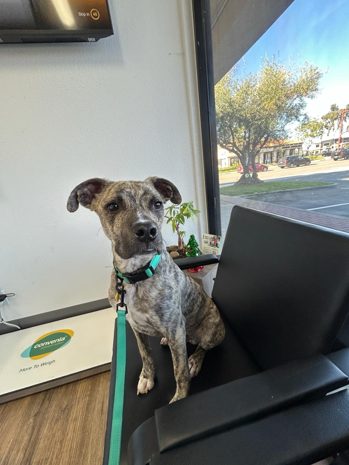 Logan, ADOPTABLE, Young Male Pit Bull Terrier.