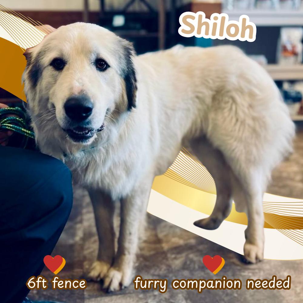 Shiloh, Adoptable, Adult Male Great Pyrenees.