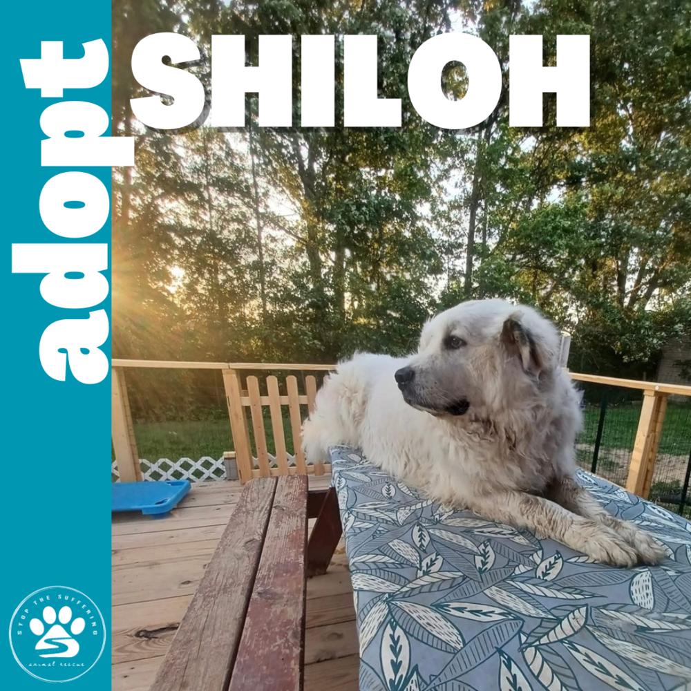 Enlarge Shiloh, a Adoptable Great Pyrenees in Columbus, OH image 2/4