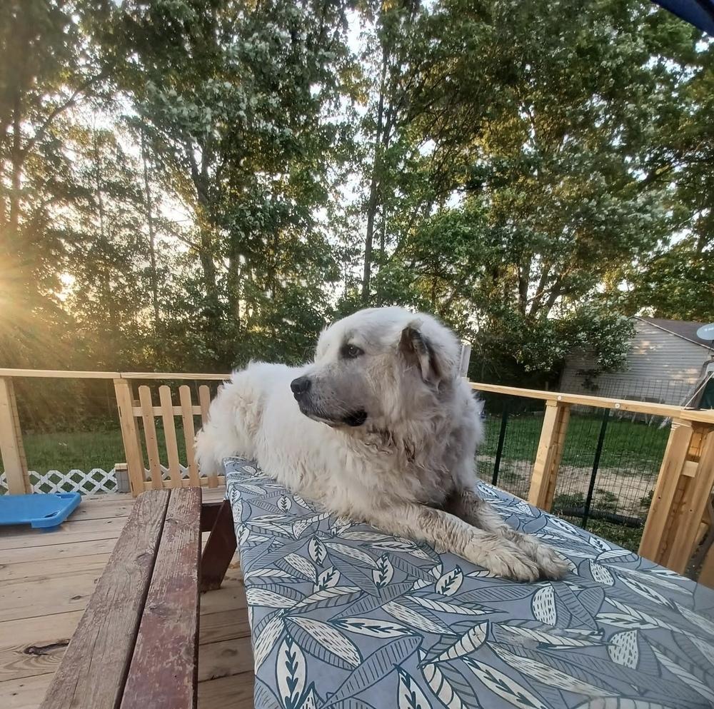 Enlarge Shiloh, a Adoptable Great Pyrenees in Columbus, OH image 3/4