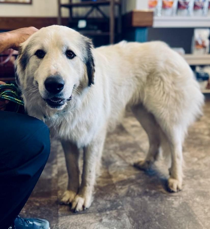 Enlarge Shiloh, a Adoptable Great Pyrenees in Columbus, OH image 4/4