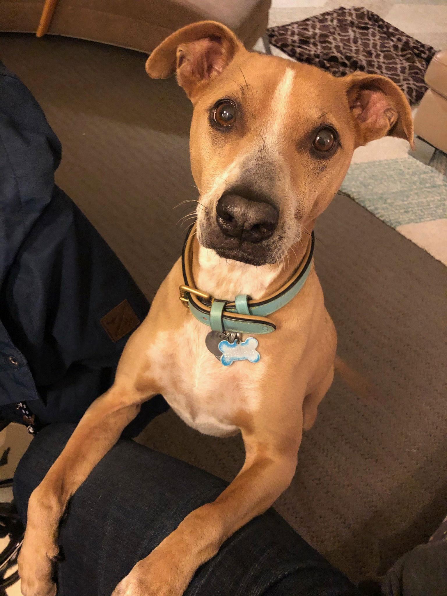 Joy, a Adoptable Labrador Retriever in Seattle, WA image 1/3