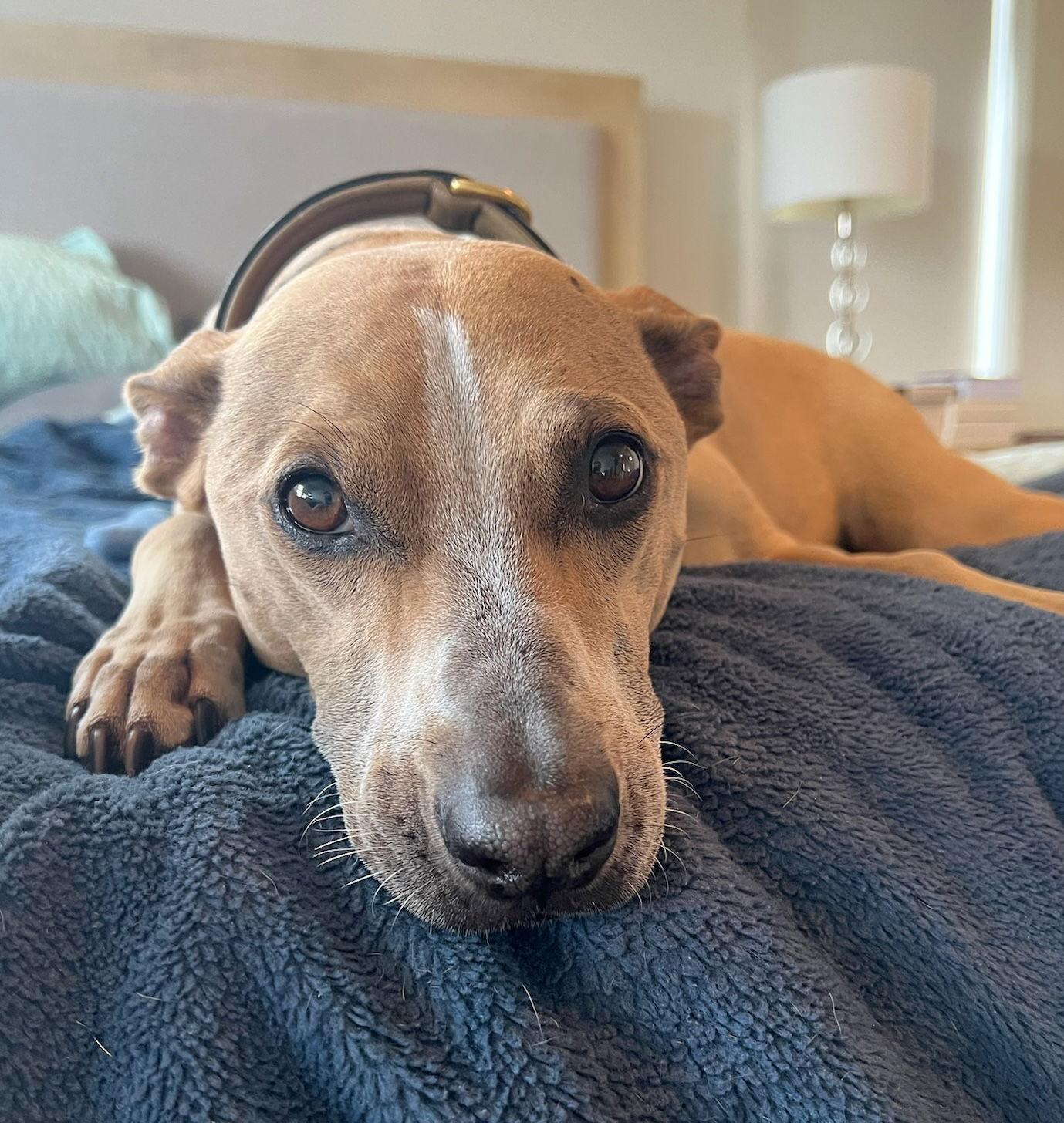 Joy, a Adoptable Labrador Retriever in Seattle, WA image 2/3