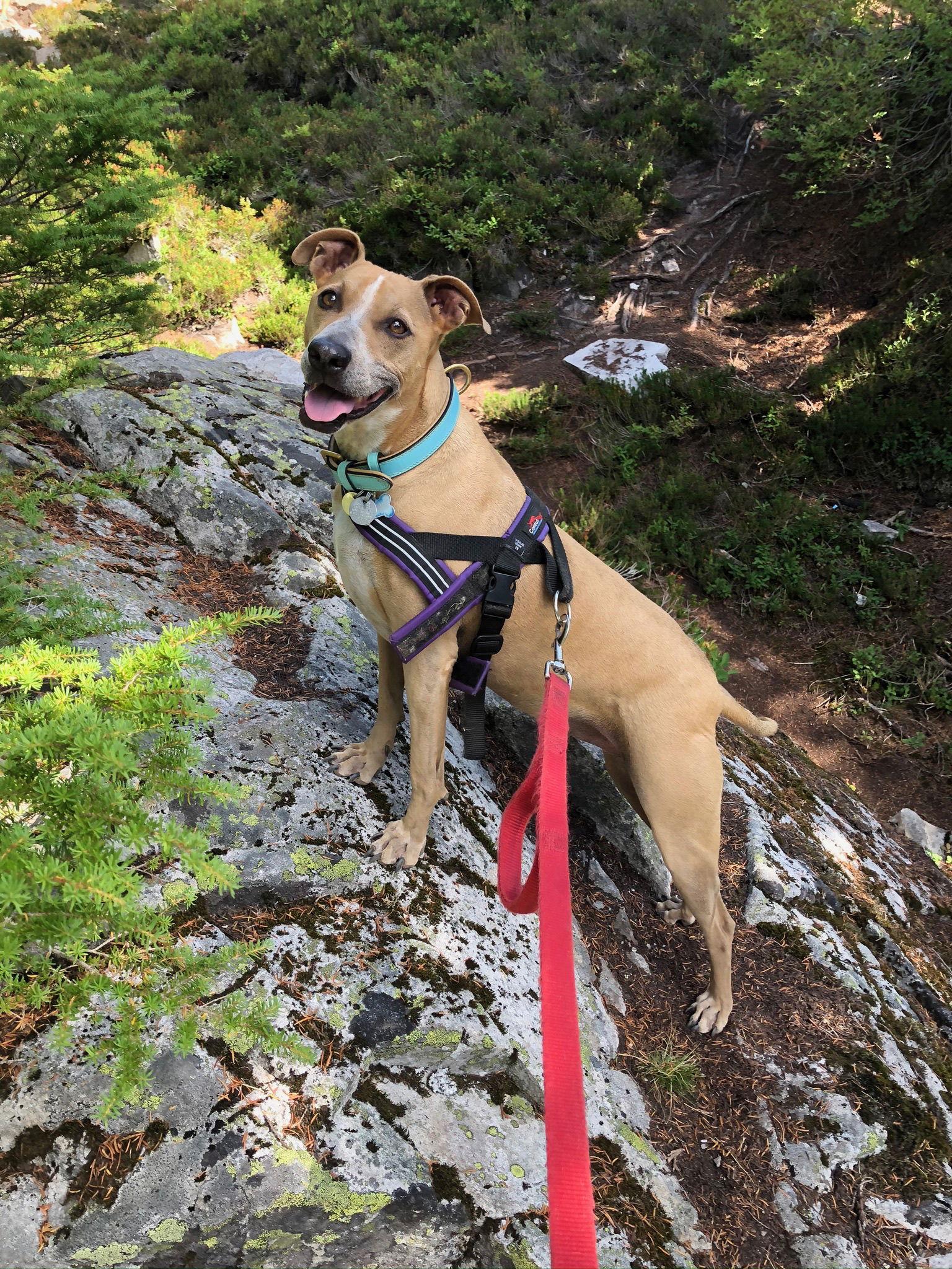 Joy, a Adoptable Labrador Retriever in Seattle, WA image 3/3