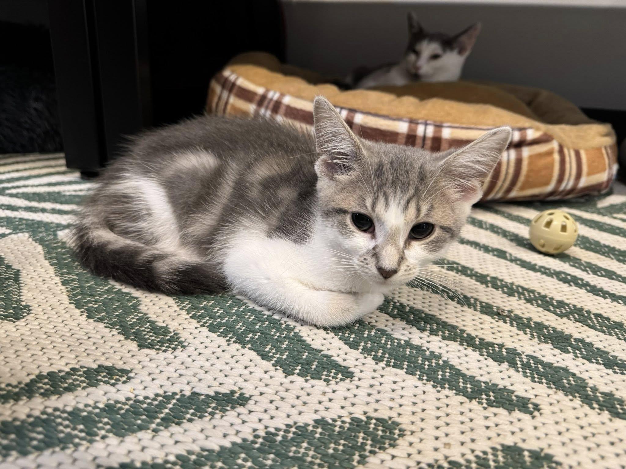 Daisy, Adopted, Young Female Domestic Short Hair.