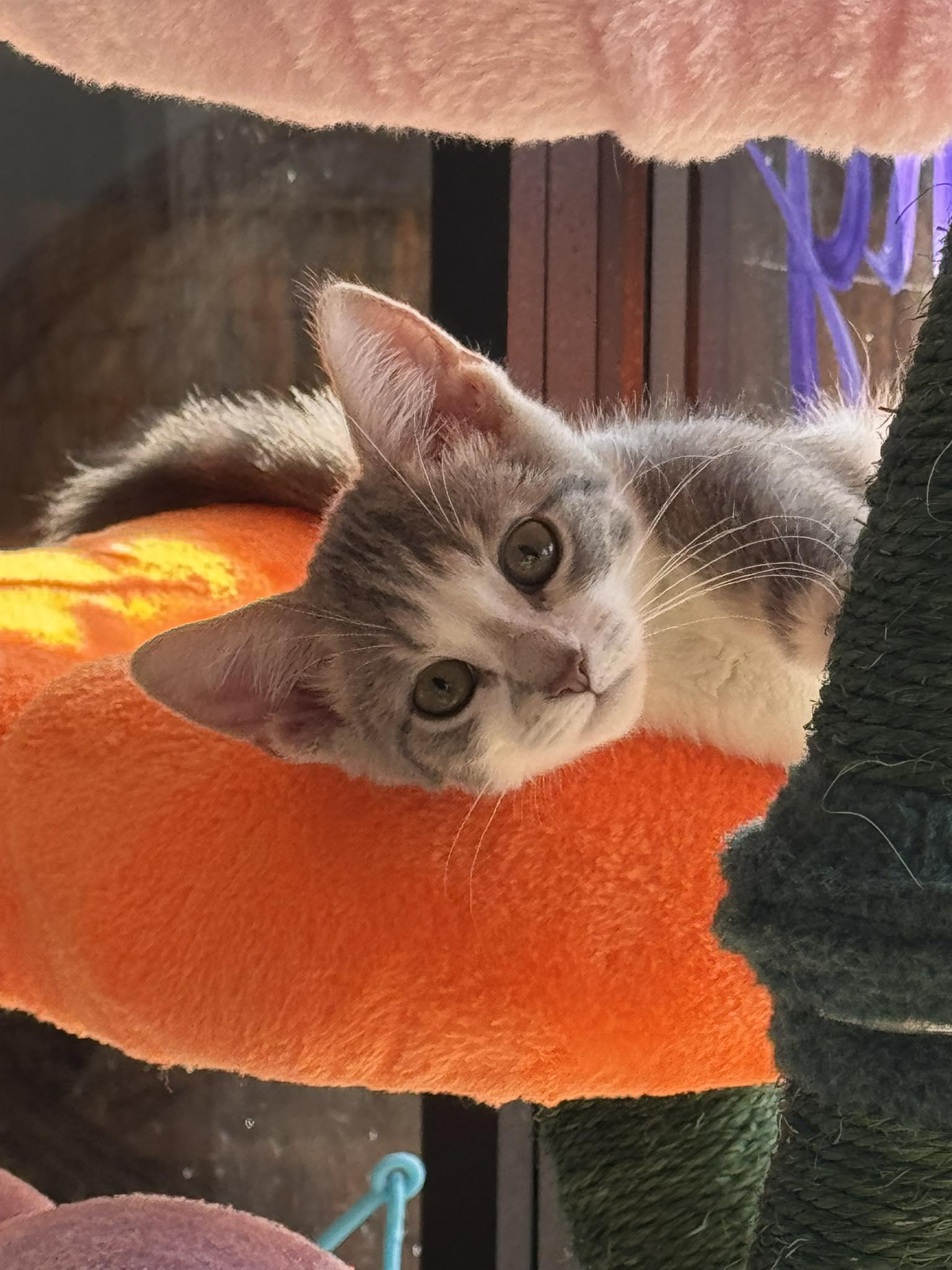 Enlarge Daisy, a Adopted Domestic Short Hair in Paducah, KY image 3/3