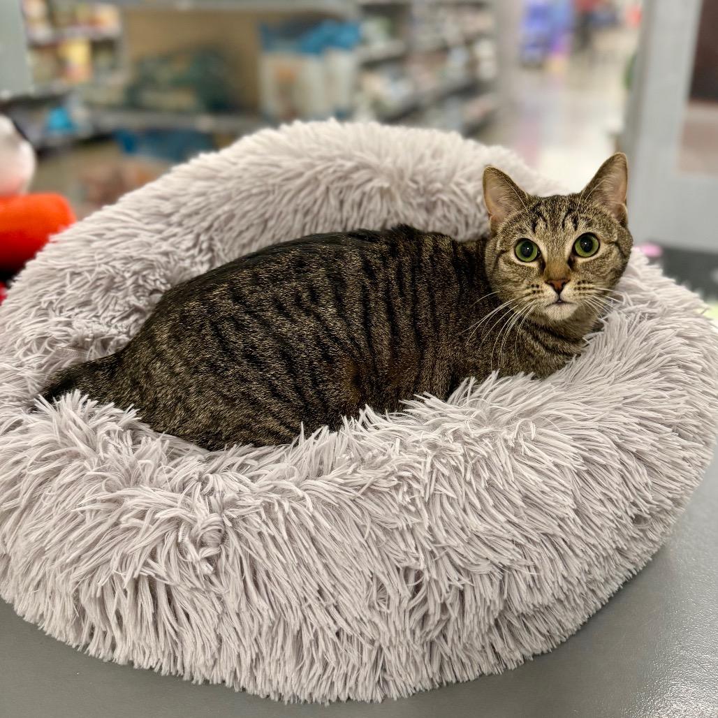 Enlarge Bonnie, a Adoptable Domestic Short Hair in Woodstock, GA image 1/4