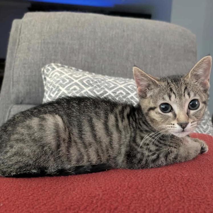 Enlarge Bonnie, a Adoptable Domestic Short Hair in Woodstock, GA image 2/4