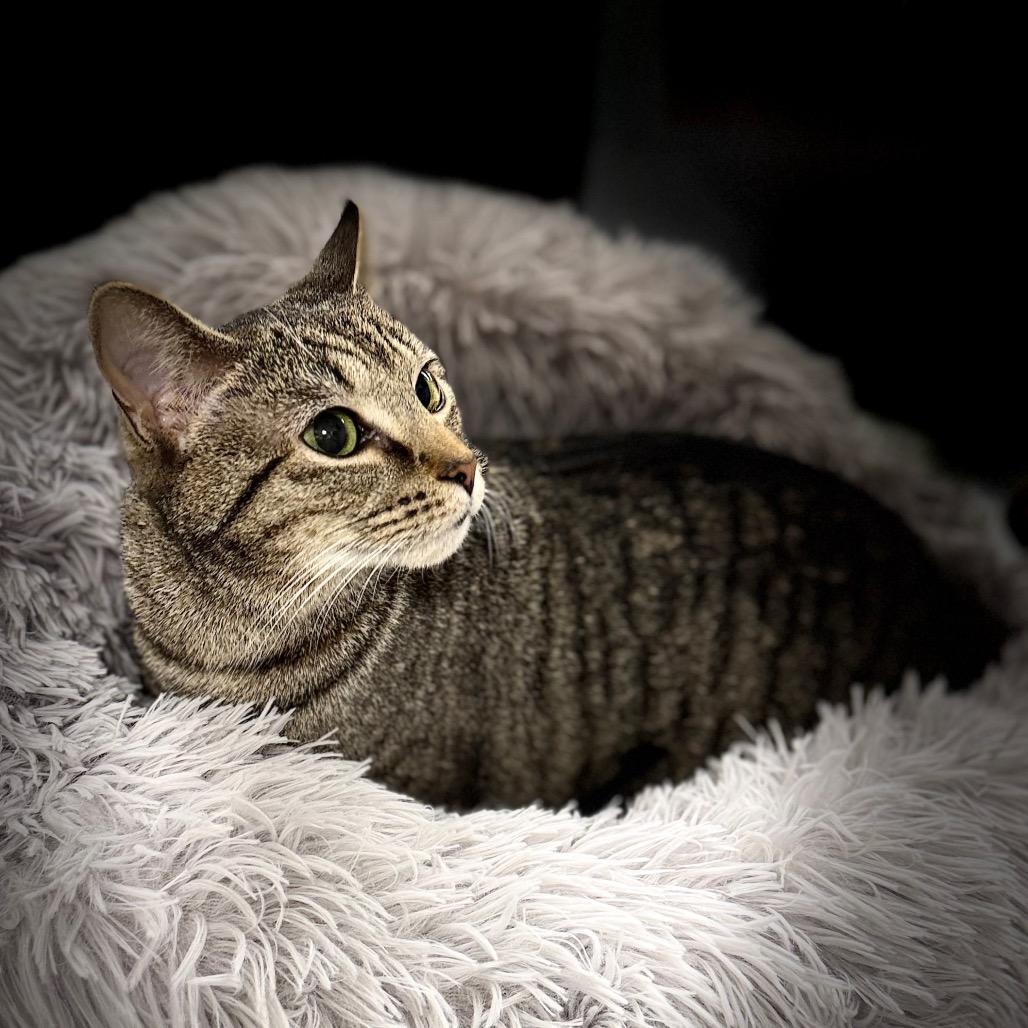 Enlarge Bonnie, a Adoptable Domestic Short Hair in Woodstock, GA image 3/4