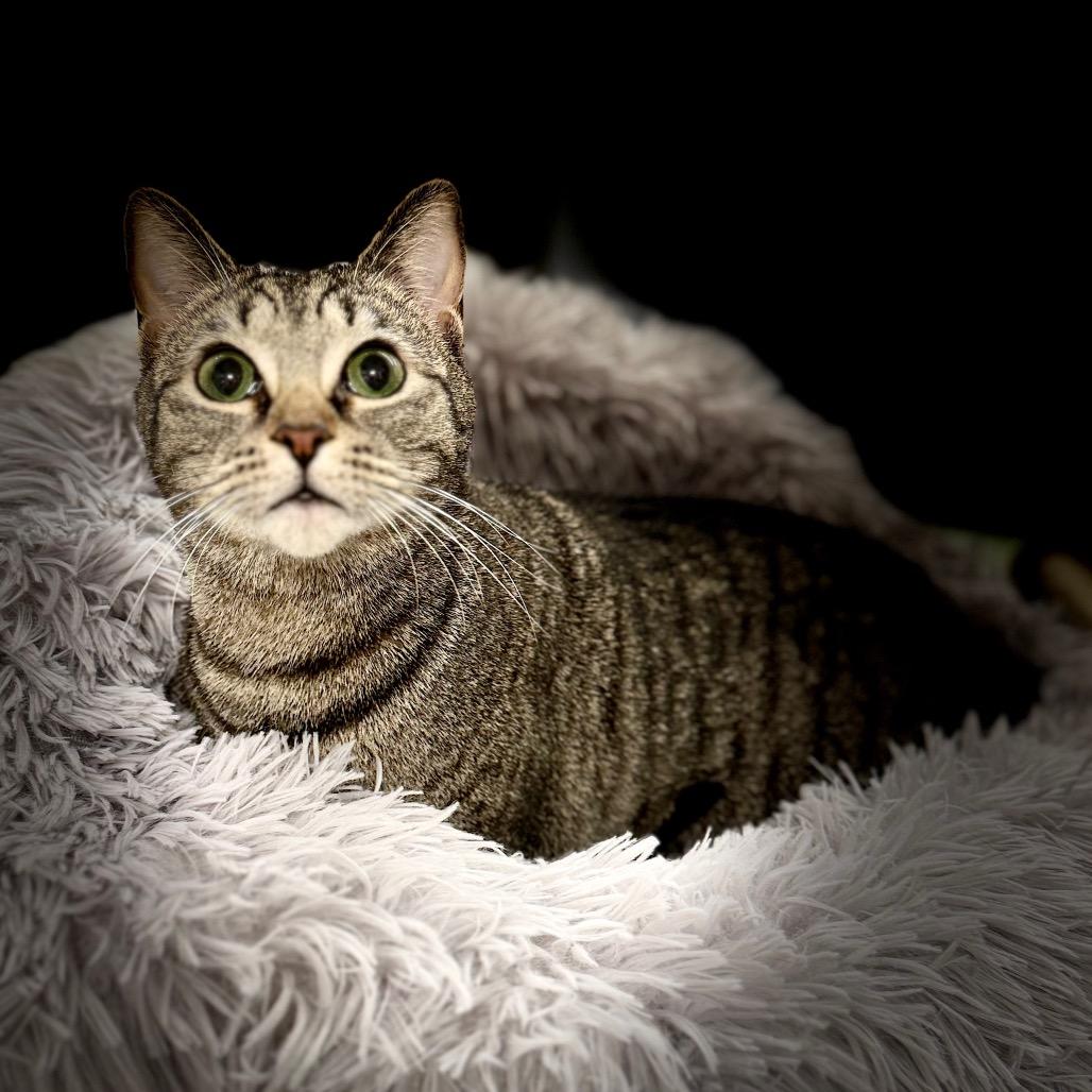 Enlarge Bonnie, a Adoptable Domestic Short Hair in Woodstock, GA image 4/4