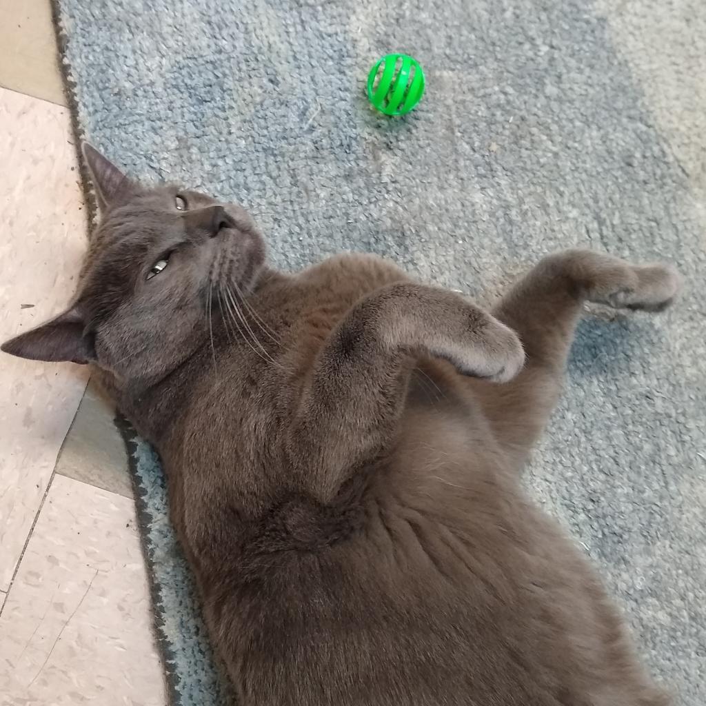 Spencer, a Adoptable Domestic Short Hair in St. Helena, CA image 3/6