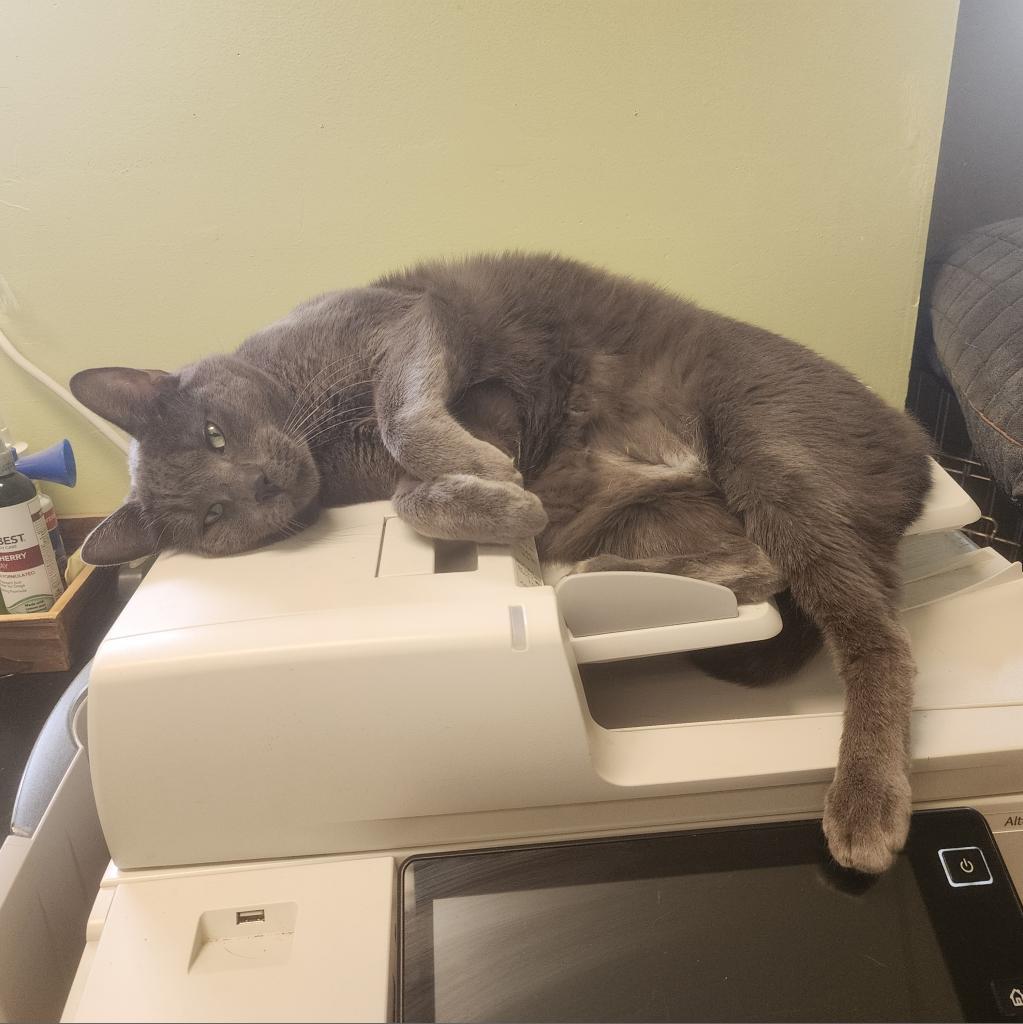 Spencer, a Adoptable Domestic Short Hair in St. Helena, CA image 4/6