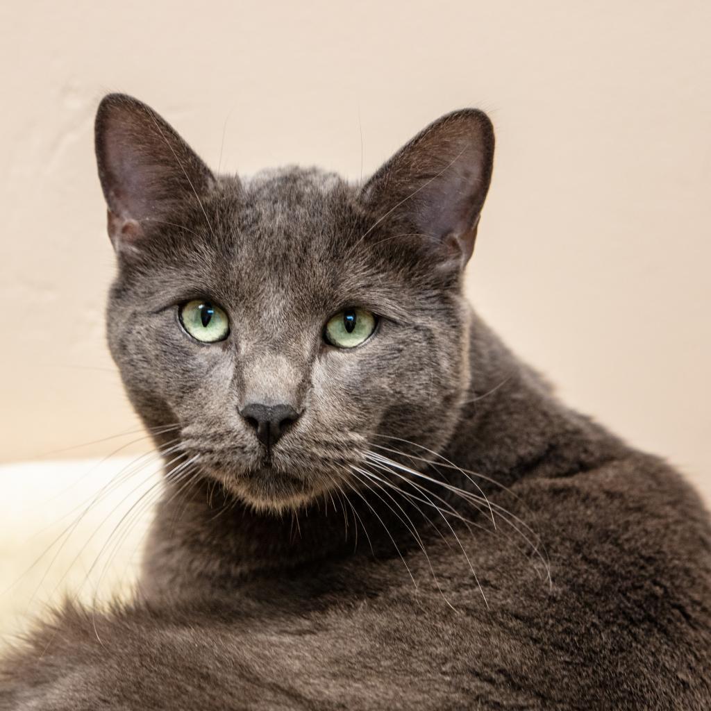 Spencer, a Adoptable Domestic Short Hair in St. Helena, CA image 5/6
