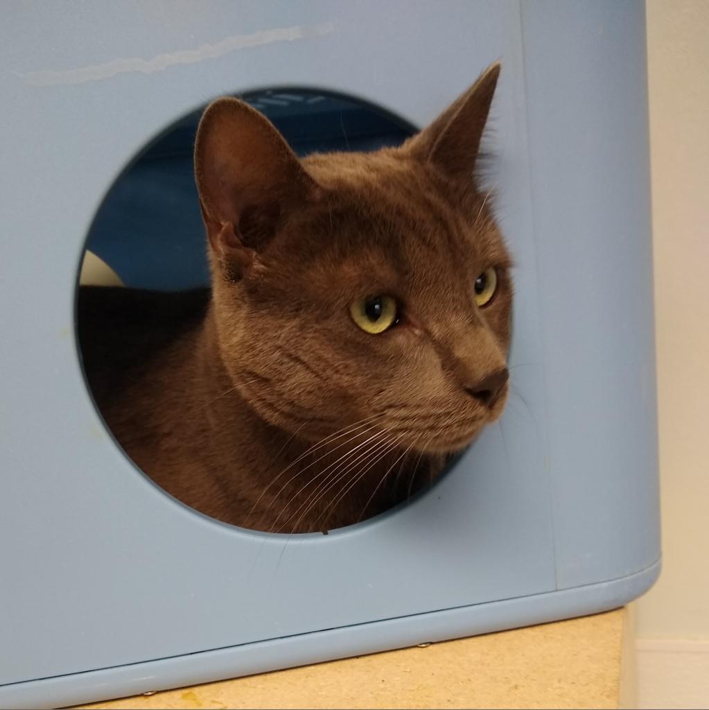 Spencer, a Adoptable Domestic Short Hair in St. Helena, CA image 6/6