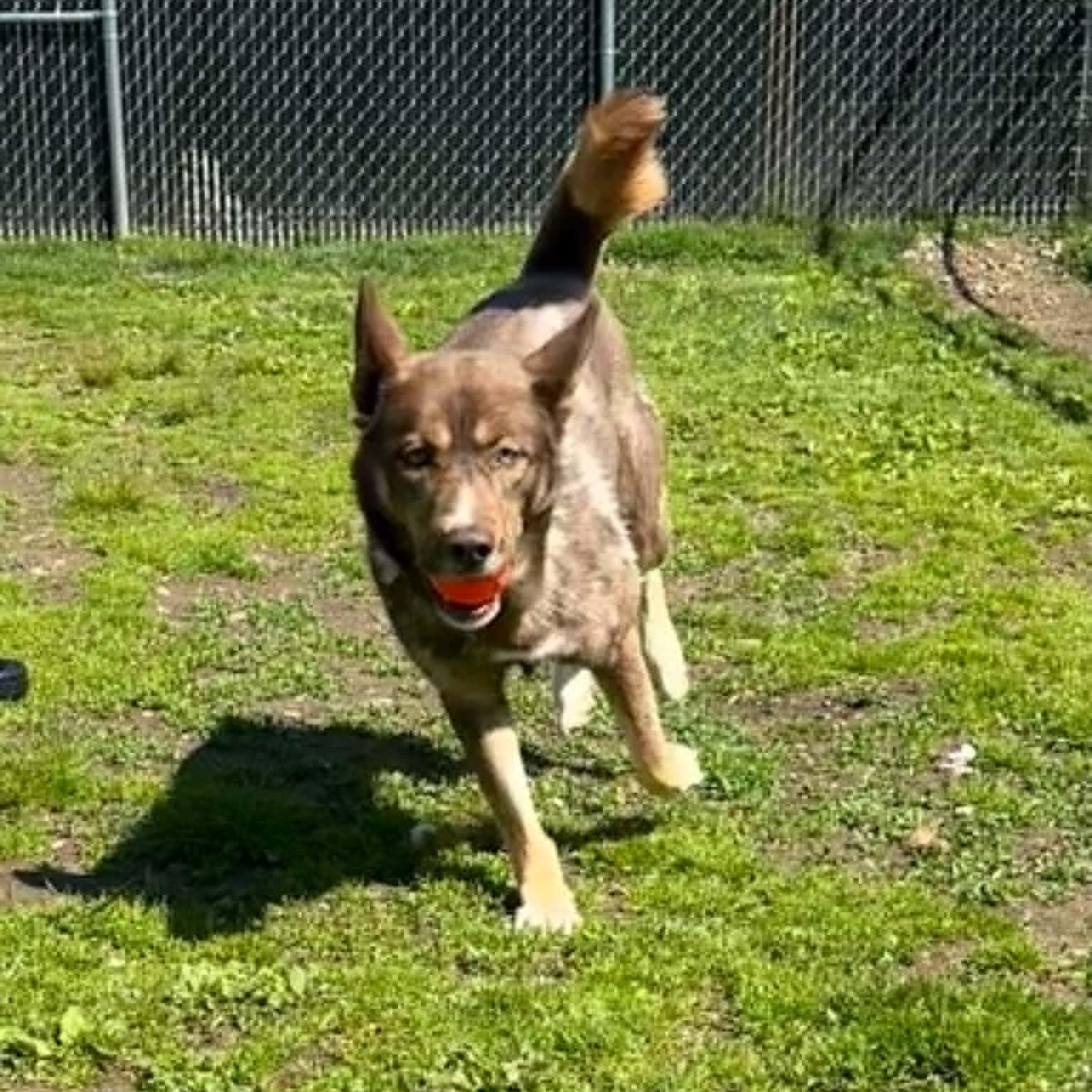 Autumn, a ADOPTABLE mixed breed in Danbury, CT image 3/5