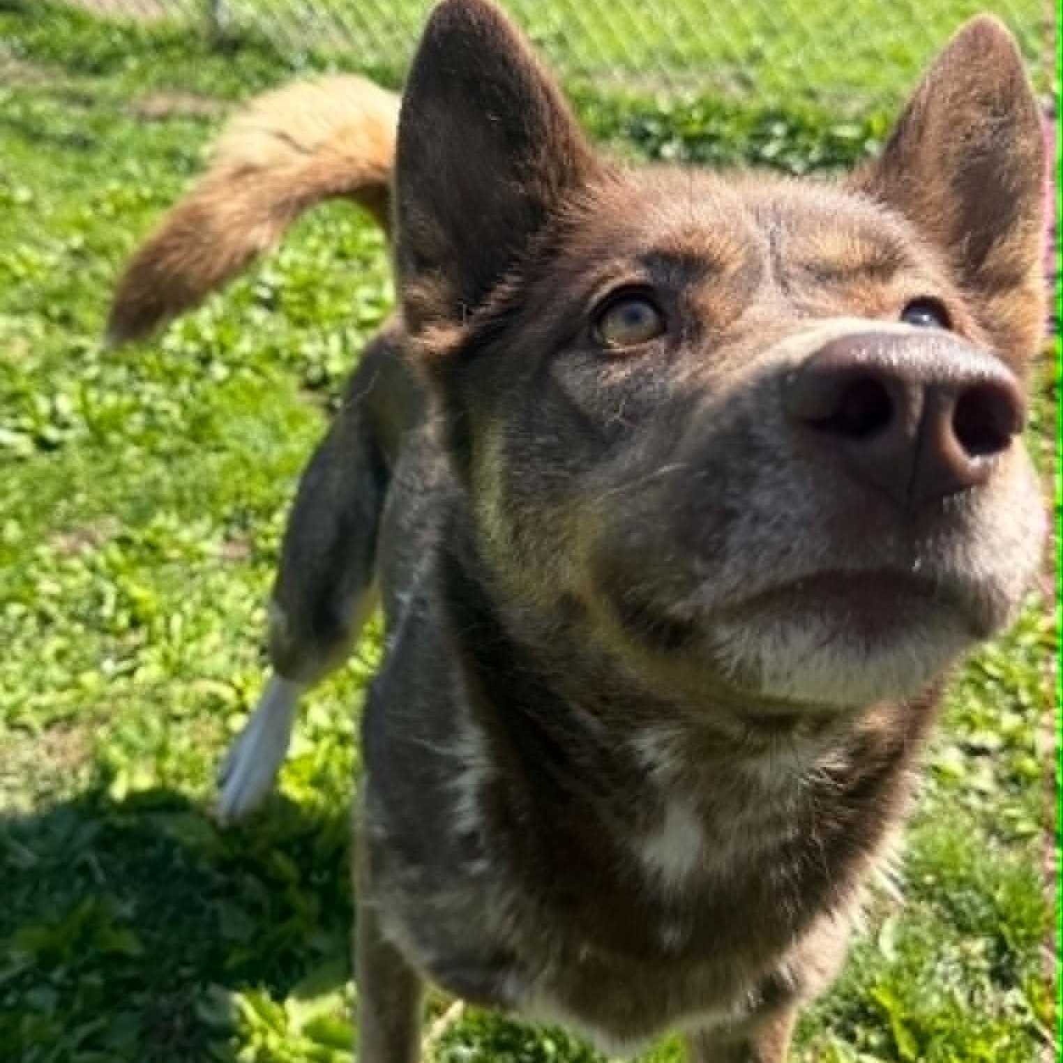 Autumn, a ADOPTABLE mixed breed in Danbury, CT image 2/5