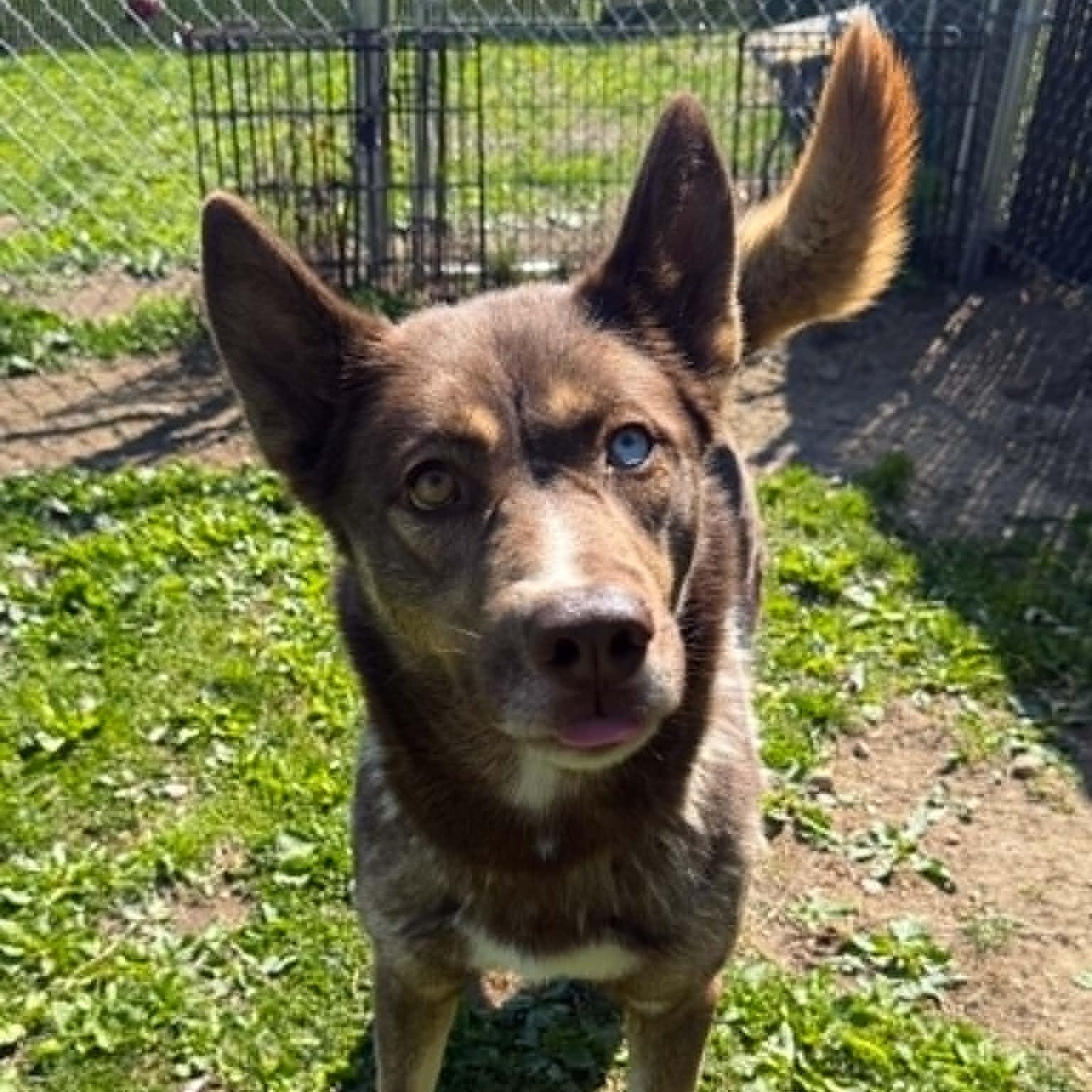 Autumn, ADOPTABLE, Young Female Husky.