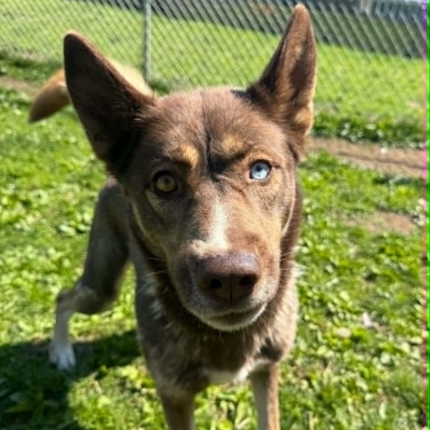 Autumn, a ADOPTABLE mixed breed in Danbury, CT image 5/5