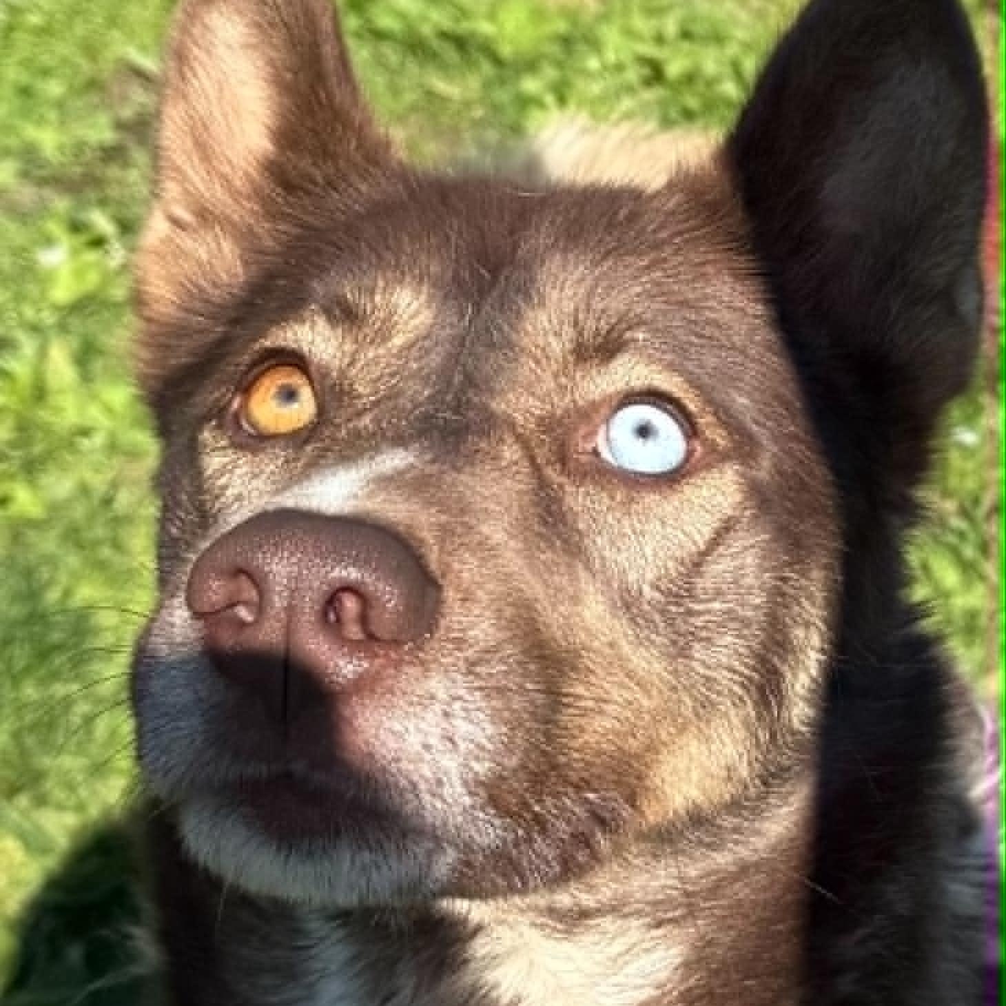 Autumn, a ADOPTABLE mixed breed in Danbury, CT image 4/5