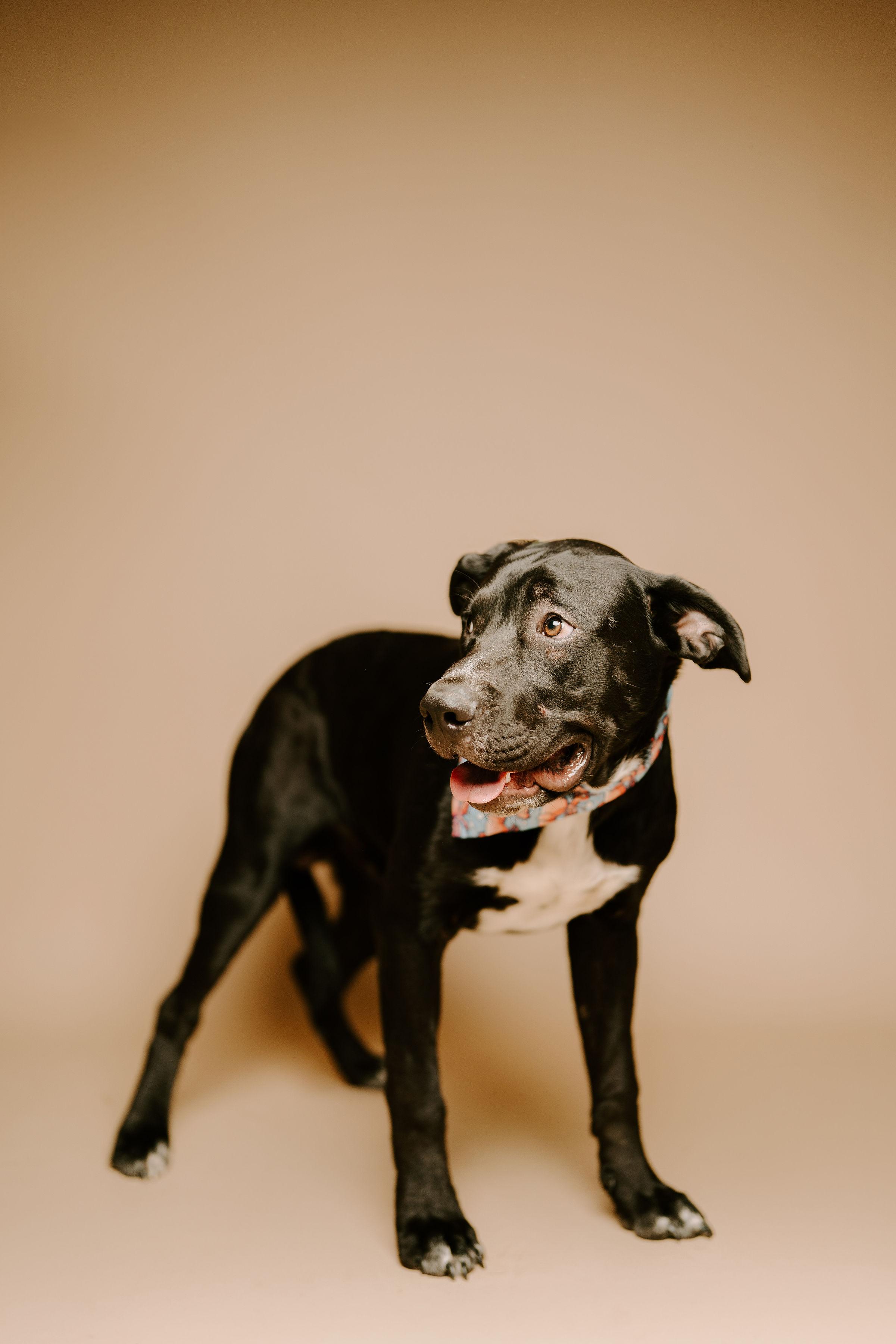 Beckett, an adoptable Black Labrador Retriever in Garden City, KS, 67846 | Photo Image 3