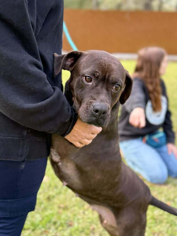 Enlarge Elsa (FOSTERED LOCALLY), a Adoptable mixed breed in Leverett, MA image 1/6
