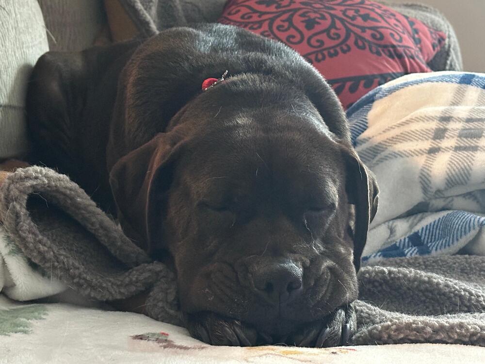 Enlarge Elsa (FOSTERED LOCALLY), a Adoptable mixed breed in Leverett, MA image 2/6