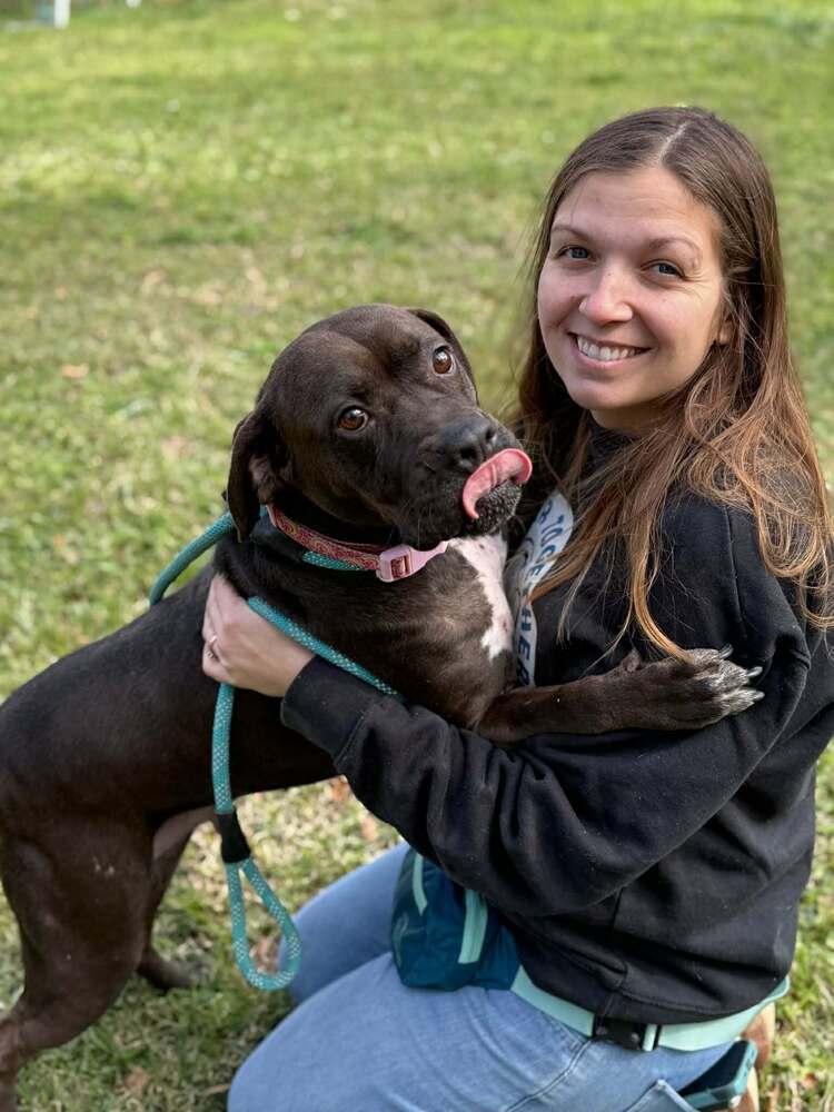 Enlarge Elsa (AVAILABLE 2/16), a Adoptable mixed breed in Leverett, MA image 1/4