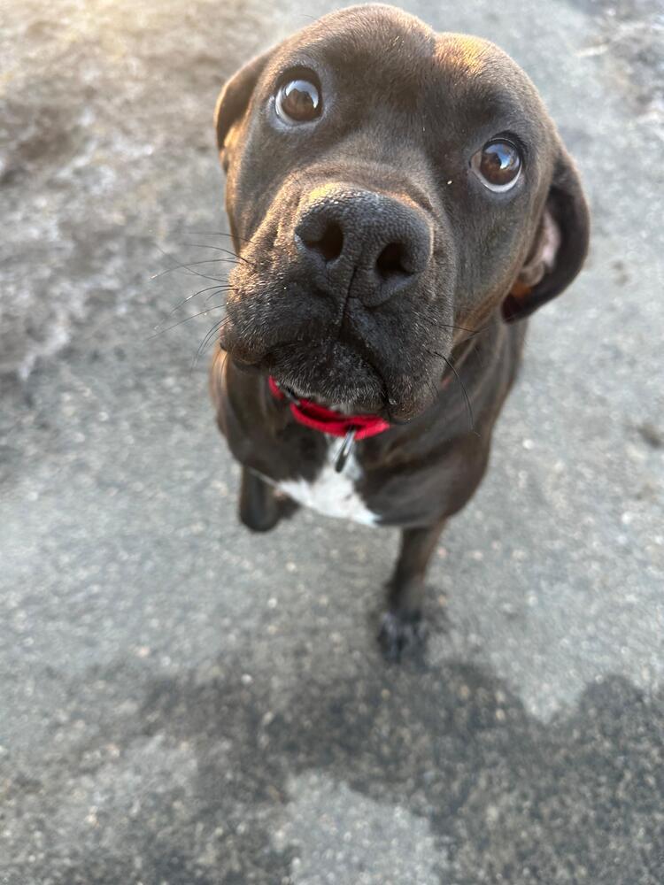 Enlarge Elsa (FOSTERED LOCALLY), a Adoptable mixed breed in Leverett, MA image 3/6