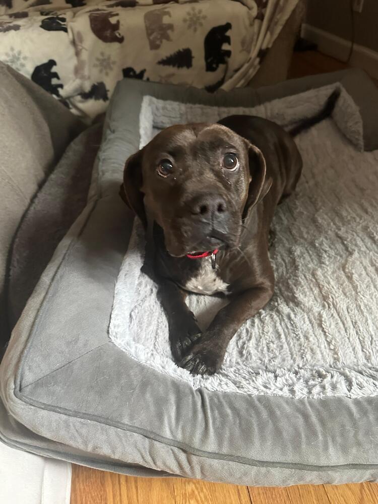 Enlarge Elsa (FOSTERED LOCALLY), a Adoptable mixed breed in Leverett, MA image 4/6