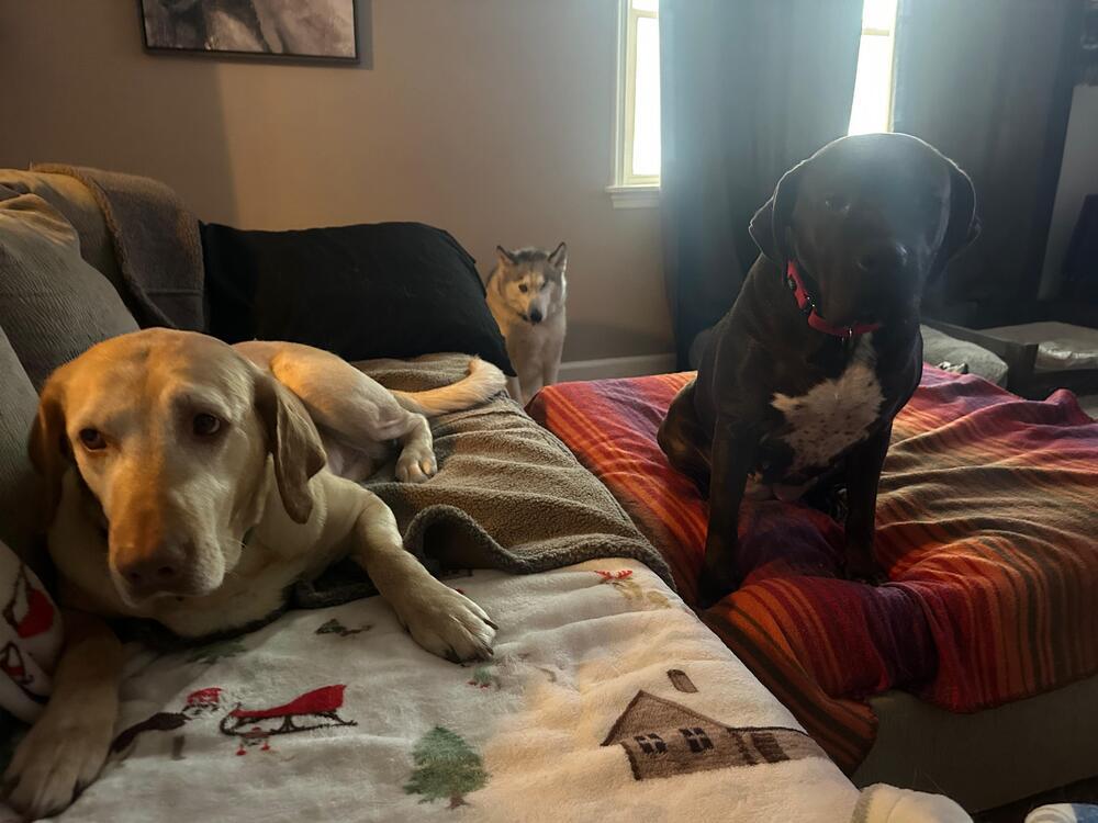 Enlarge Elsa (FOSTERED LOCALLY), a Adoptable mixed breed in Leverett, MA image 5/6