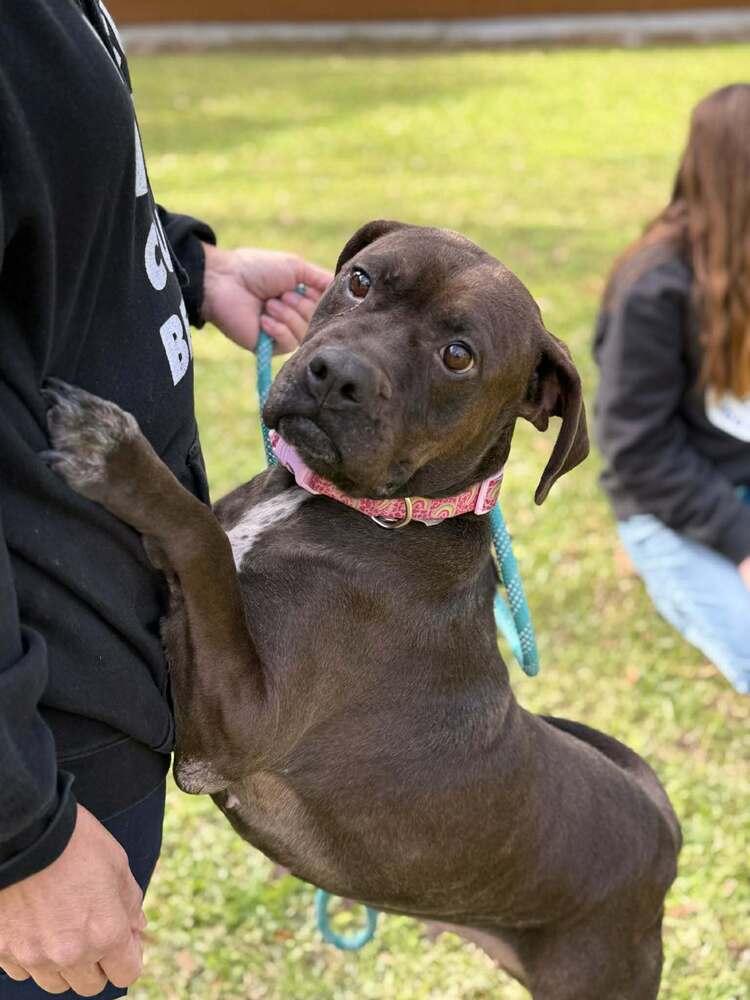 Enlarge Elsa (AVAILABLE 2/16), a Adoptable mixed breed in Leverett, MA image 4/4