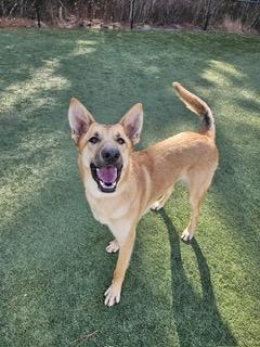 Enlarge Chip, an adopted mixed breed in Manhasset, NY image 4/6