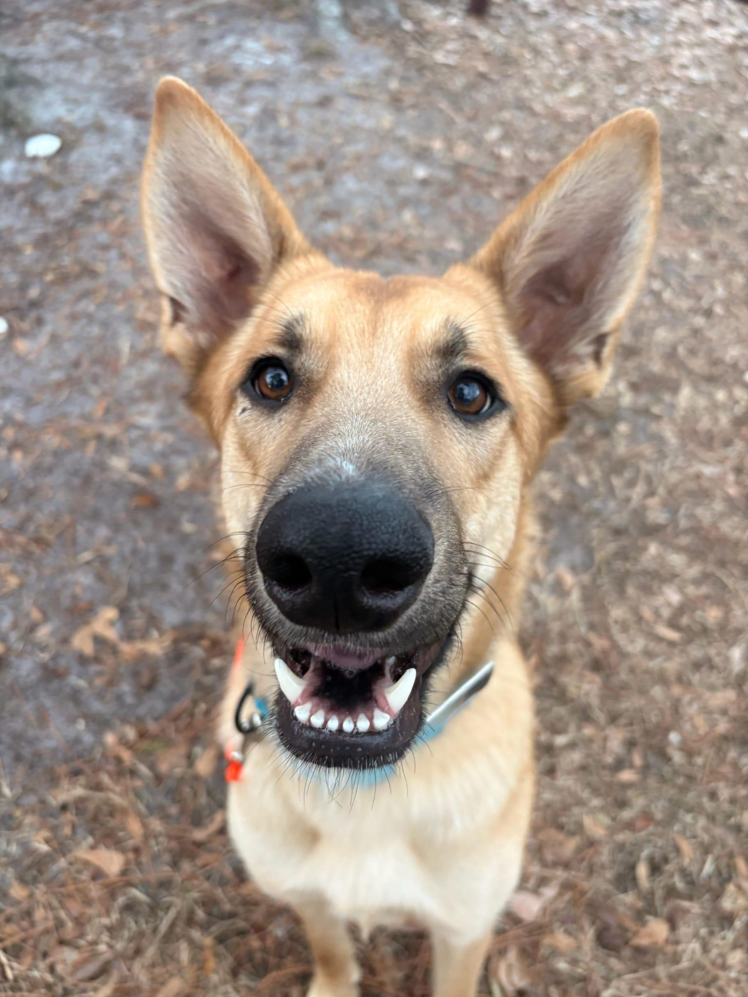 Enlarge Chip, an adopted mixed breed in Manhasset, NY image 2/6