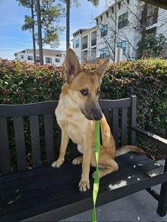 Enlarge Chip, an adopted mixed breed in Manhasset, NY image 1/6