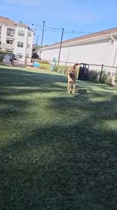 Enlarge Chip, an adopted mixed breed in Manhasset, NY video 5/6