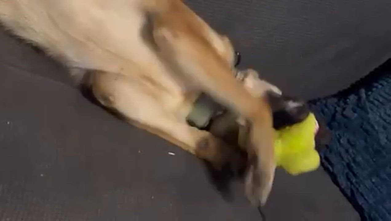 Enlarge Chip, an adopted mixed breed in Manhasset, NY video 6/6