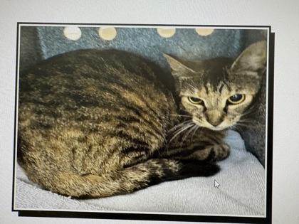 Enlarge Basket Star, a Adoptable mixed breed in Daytona Beach, FL image 1/1