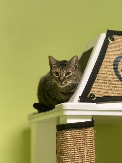 Basket Star, Adoptable, Young Female Domestic Short Hair & Domestic Short Hair.