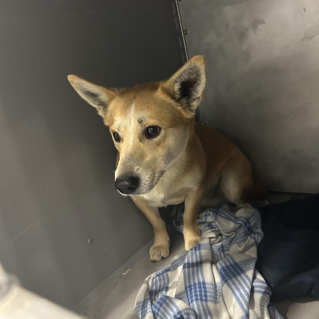 Enlarge Roberto (Wally), a Adoptable mixed breed in Greensboro, NC image 1/4