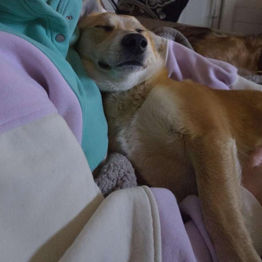 Enlarge Roberto (Wally), a Adoptable mixed breed in Greensboro, NC image 2/4